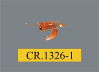 藏品(瓷蟹幼體)的圖片